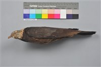 藏品(灰林鴿)的圖片